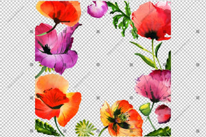Red Poppy Frame Watercolor Flowers Png Design