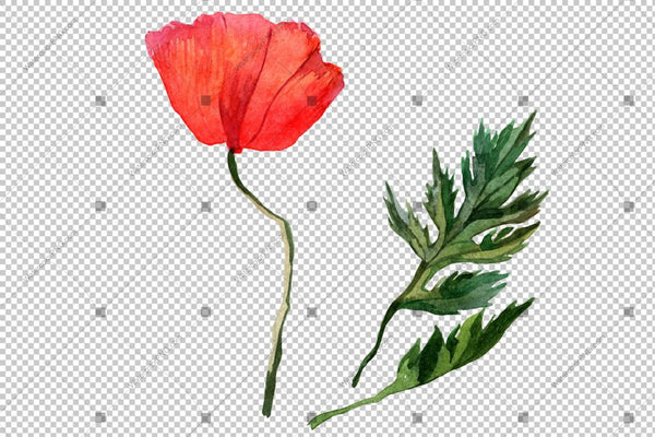 Red Poppy Png Watercolor Flowers Flower