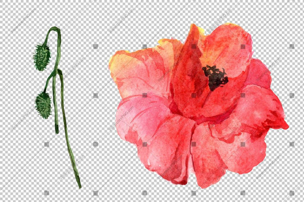 Red Poppy Png Watercolor Flowers Flower