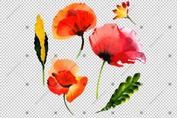 Red Poppy Set Watercolor Flowers Png Flower