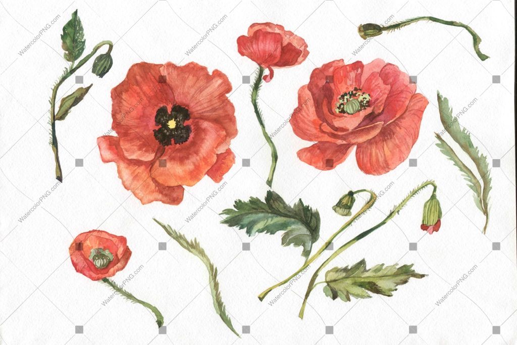 Red Poppy Wildflower Flower In A Hand-Drawn Watercolor Png Style Isolated Flower