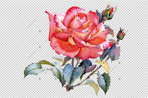 Red Rose Realistic Png Watercolor Set Flower