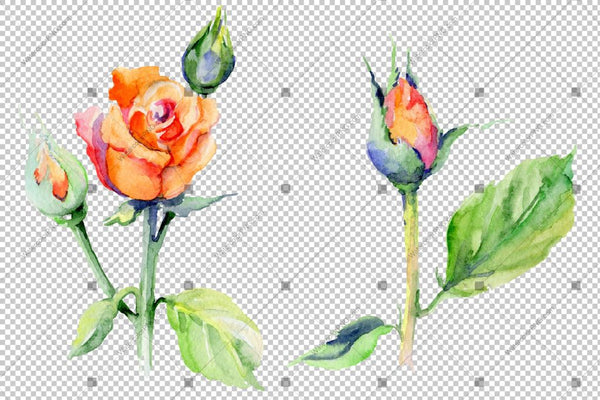 Red Rose Wildflower With Leaves In A Hand-Drawn Watercolor Png Style Isolated Flower
