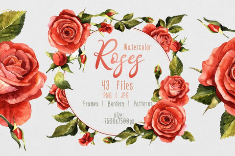 Red roses PNG watercolor flower set Flower