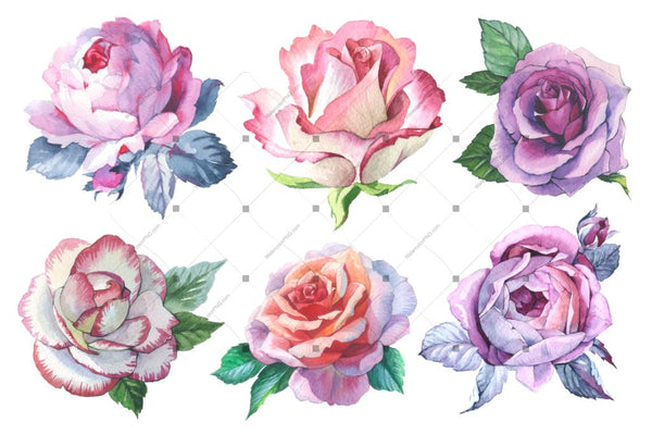 Romantic Set Of 6 Png Watercolor Roses Digital