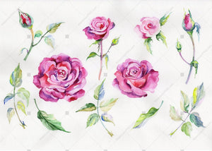 Rose Wildflower Flower In A Hand-Drawn Watercolor Png Style Isolated Flower