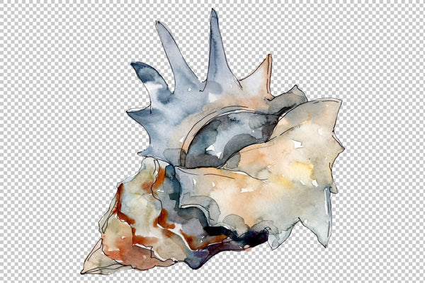 Shells Watercolor png Flower