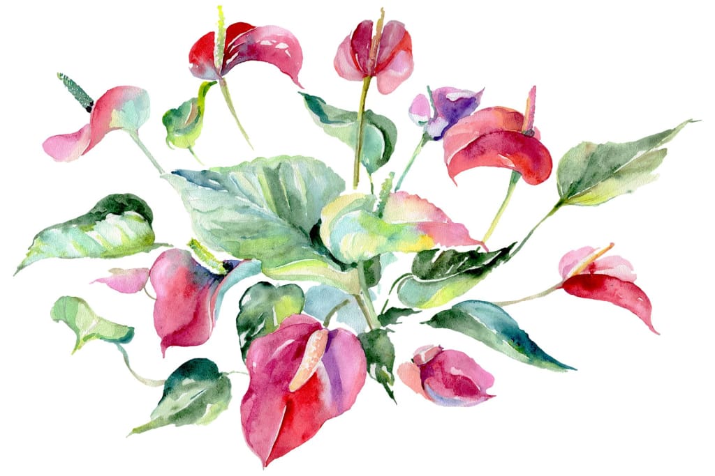 Spathiphyllum red Watercolor png Flower