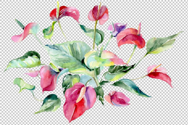 Spathiphyllum red Watercolor png Flower