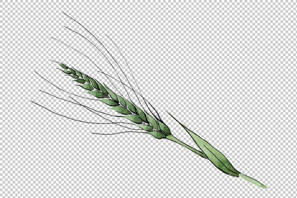 Spike of wheat Watercolor png Flower