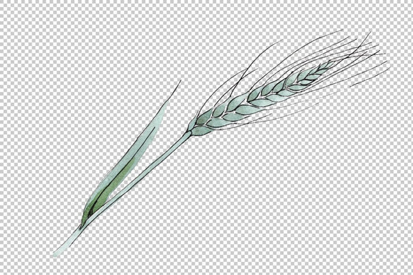 Spike of wheat Watercolor png Flower
