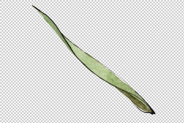 Spike of wheat Watercolor png Flower