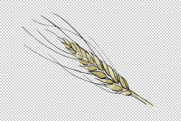 Spike of wheat Watercolor png Flower
