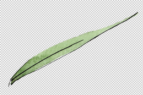 Spike of wheat Watercolor png Flower