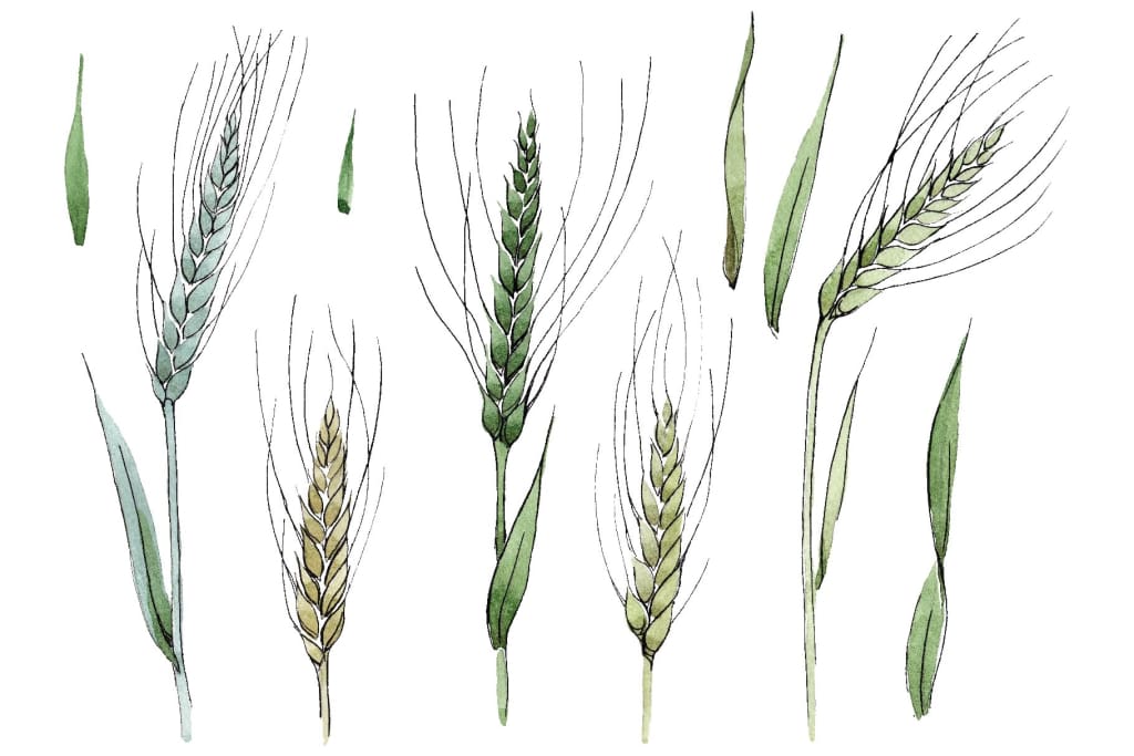 Spike of wheat Watercolor png Flower
