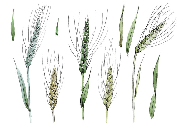 Spike of wheat Watercolor png Flower