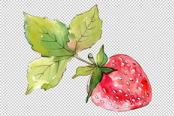 Strawberry Alba watercolor png Flower