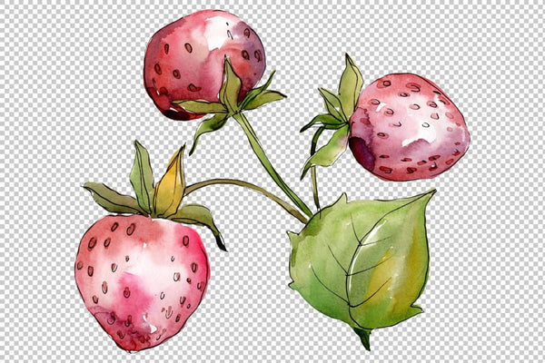 Strawberry Queen Elizabeth watercolor png c Flower