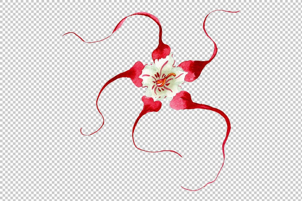 Strophanthus Watercolor png Flower
