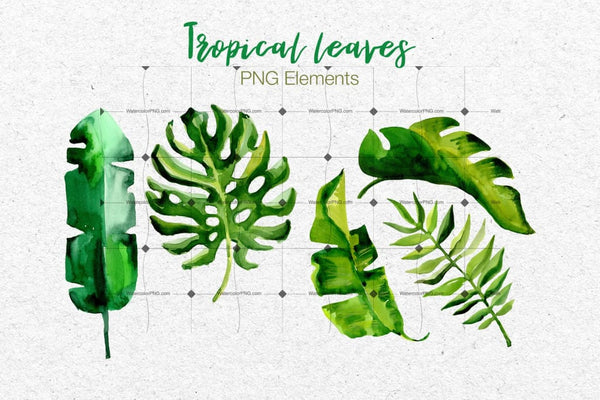 Succulent Tropical Leaves Png Watercolor Set Digital