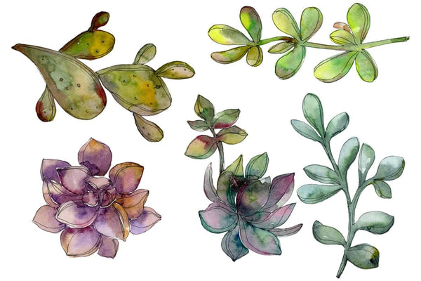 Succulents Watercolor png Flower