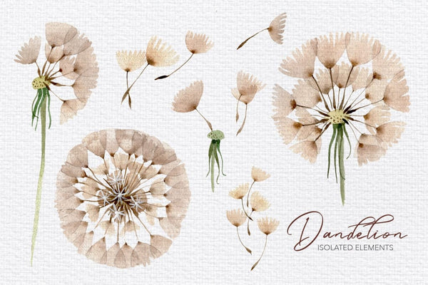Summer dandelion collection watercolor png Digital