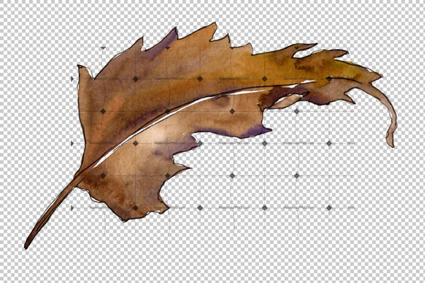 Sweet Chestnut Png Watercolor Leaves Set Digital