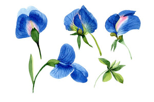 Sweet pea blue Watercolor png Flower