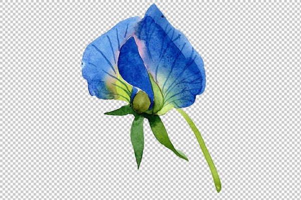 Sweet pea blue Watercolor png Flower