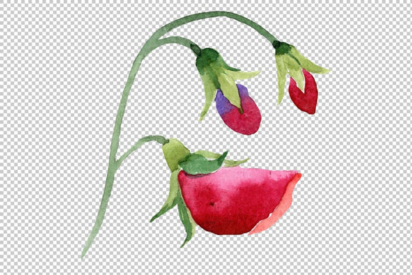 Sweet pea red Watercolor png Flower
