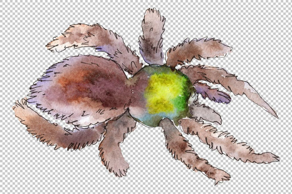 Tarantula exotic watercolor png Flower