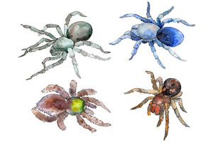 Tarantula exotic watercolor png Flower