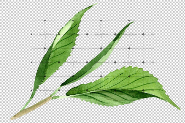 Tea Leaf Png Watercolor Set Digital