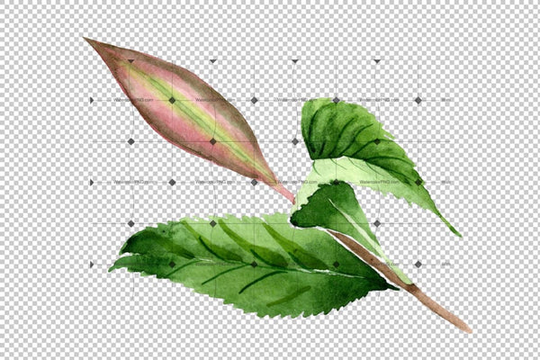 Tea Leaf Png Watercolor Set Digital