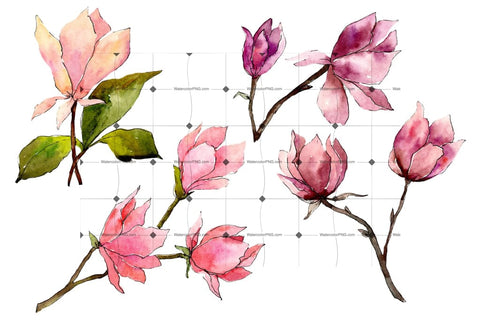 Tender Pink Magnolia Png Watercolor Set Flower