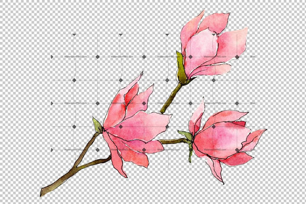 Tender Pink Magnolia Png Watercolor Set Flower