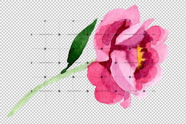 Tender Pink Peony Png Watercolor Set Flower