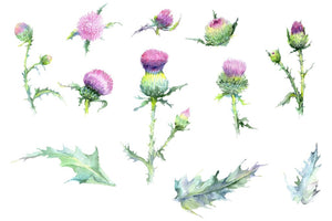 Thistle Watercolor png Flower