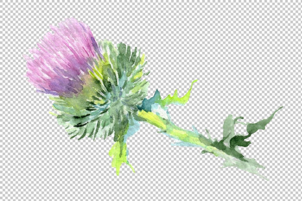 Thistle Watercolor png Flower