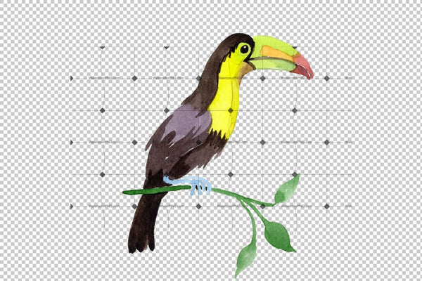 Tropical Bird Toucan Png Watercolor Set Digital
