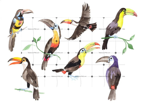 Tropical Bird Toucan Png Watercolor Set Digital
