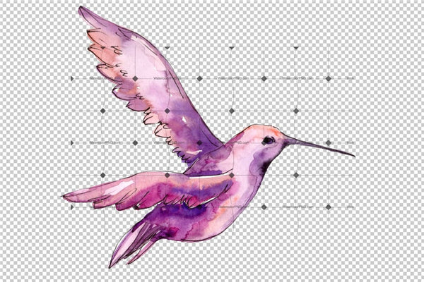 Tropical Colibri Birds Png Watercolor Set   Digital