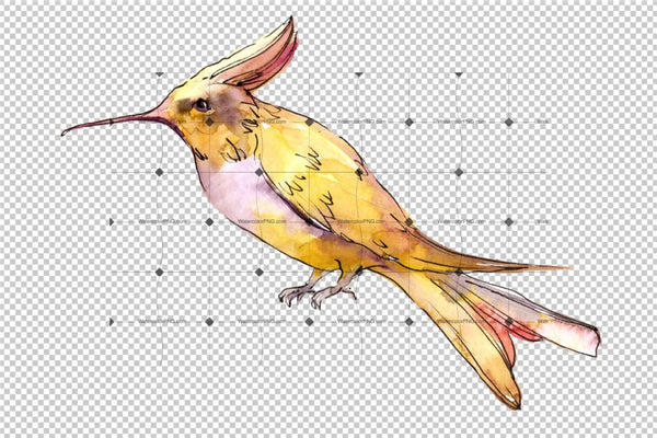 Tropical Colibri Birds Png Watercolor Set   Digital