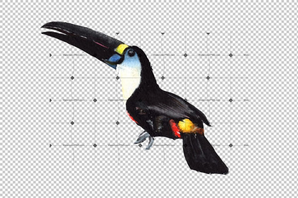 Tropical Toucan Png Watercolor Bird Set Digital