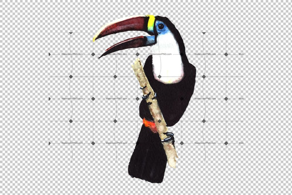 Tropical Toucan Png Watercolor Bird Set Digital