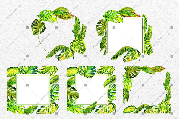 Tropics Leaves Monstera Png Watercolor Set Digital