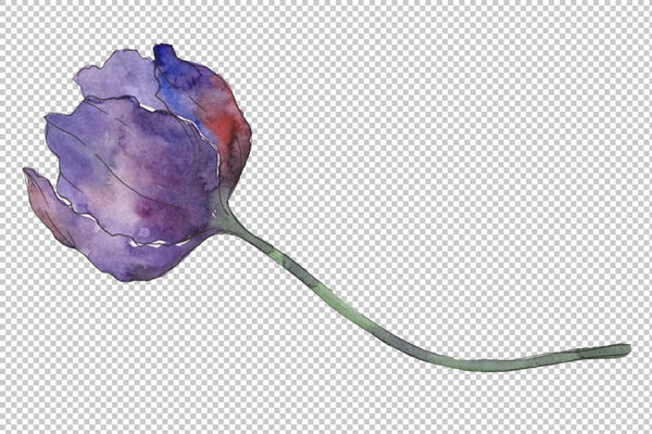 Tulips blue Watercolor png Flower