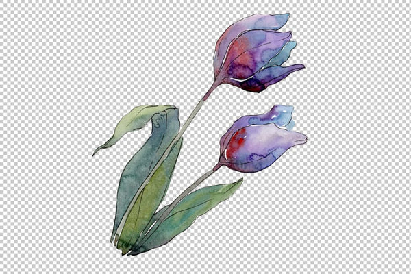 Tulips flower Watercolor png Flower
