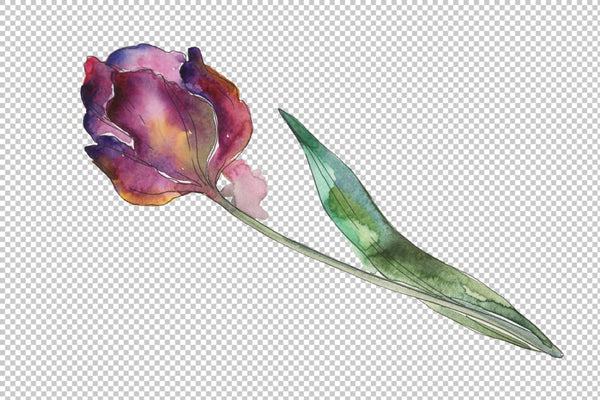 Tulips Watercolor png Flower