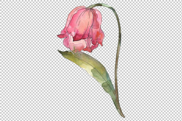 Tulips Watercolor png Flower